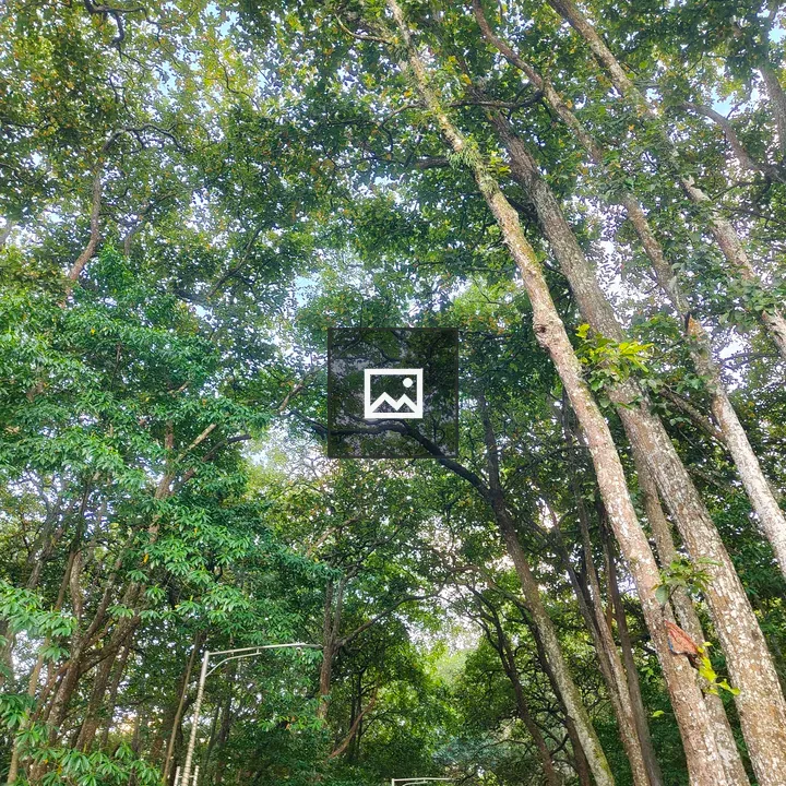 Tall trees and forest pathway