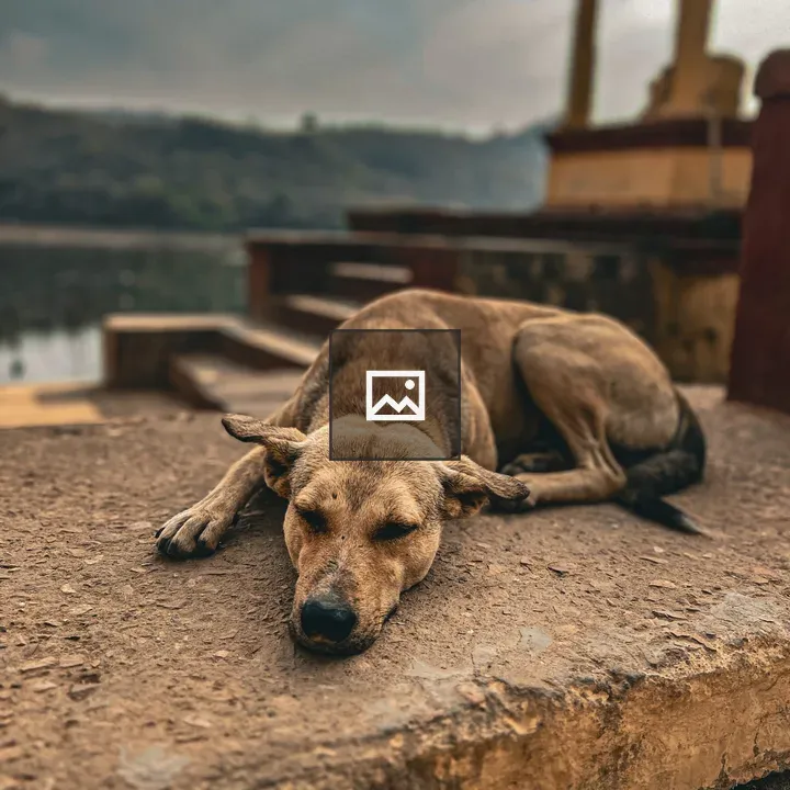 Brown Dog Sleeping Outdoors