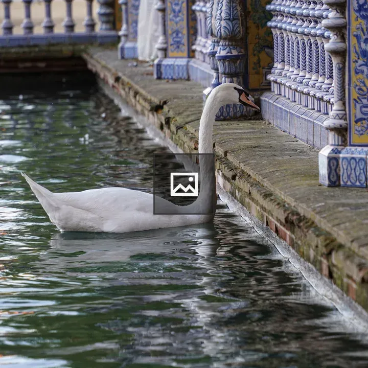 Swan in decorative pond