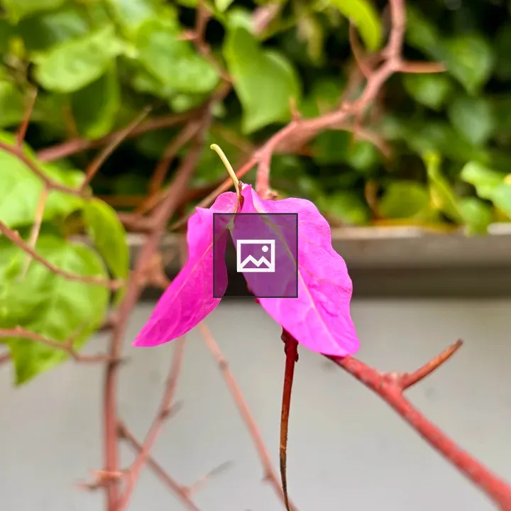 Pink Bougainvillea Bract