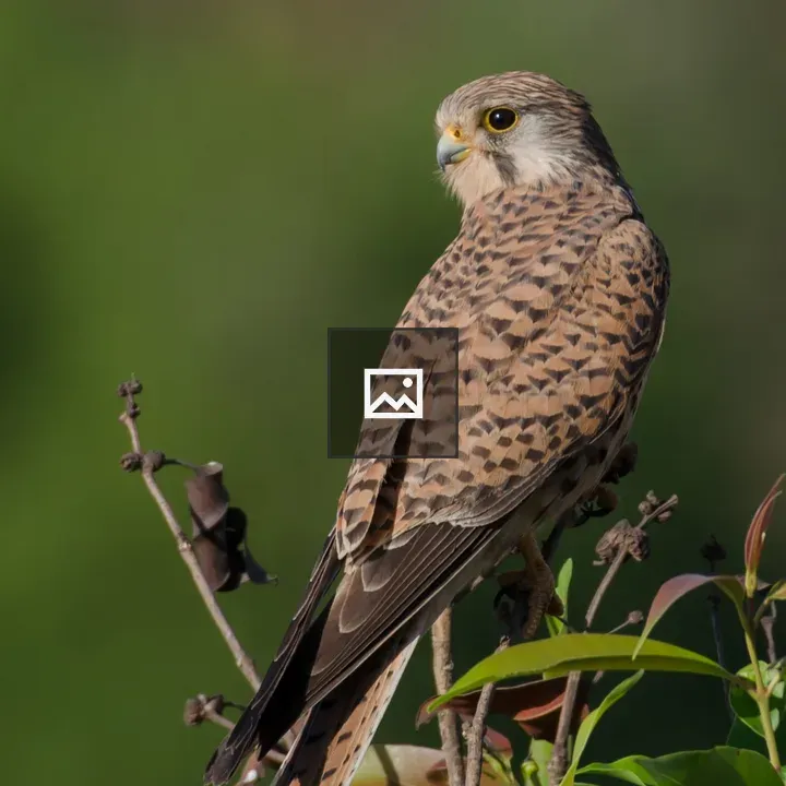 Kestrel on a Branch