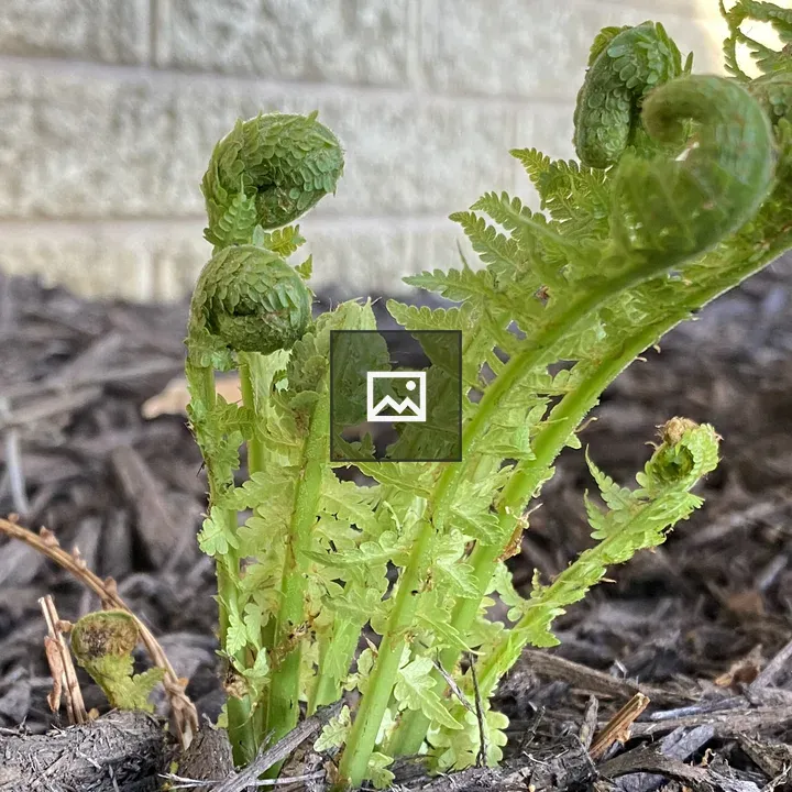 Small green fern curls
