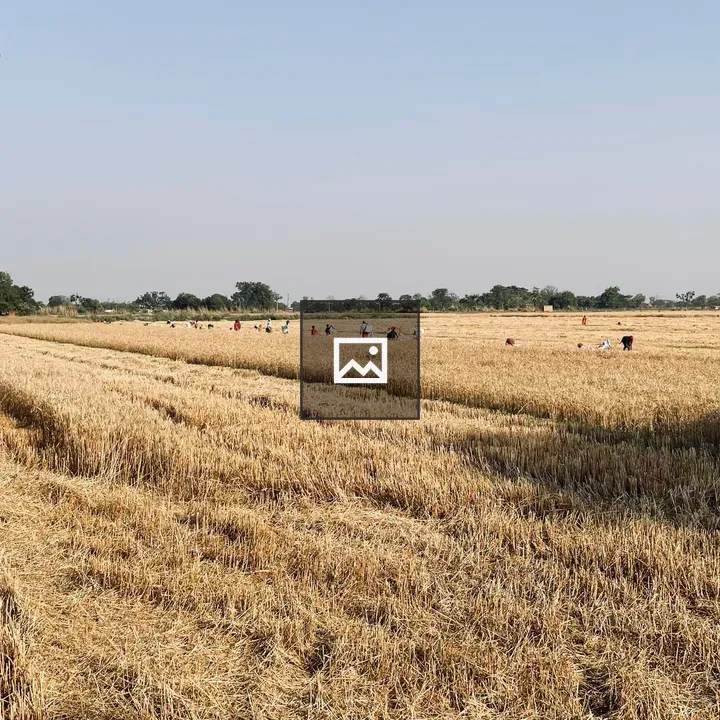 Golden wheat field harvest