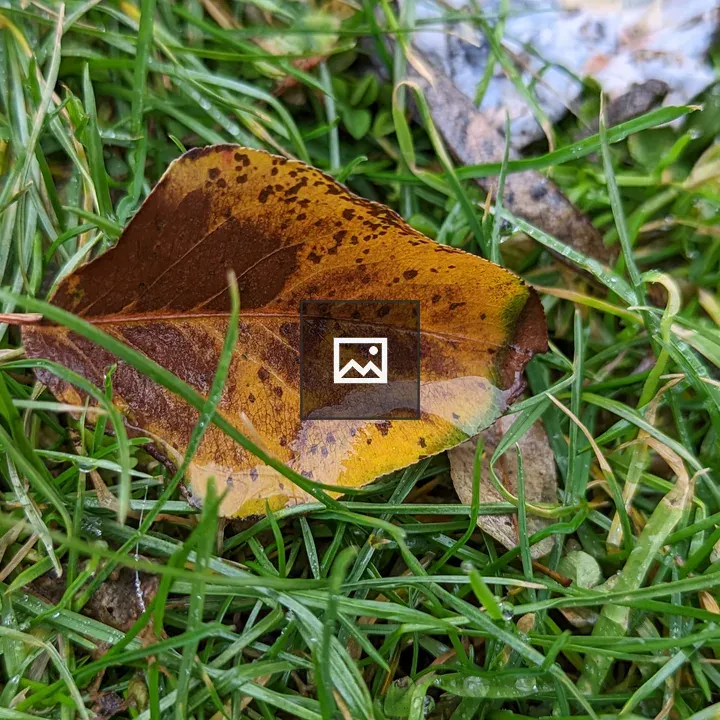Leaves on Grass