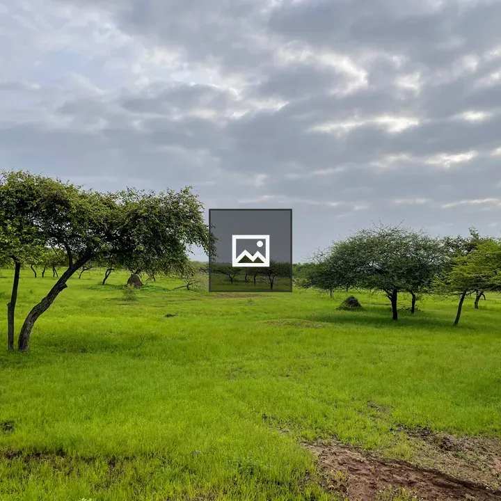 Green field in Gir Forest