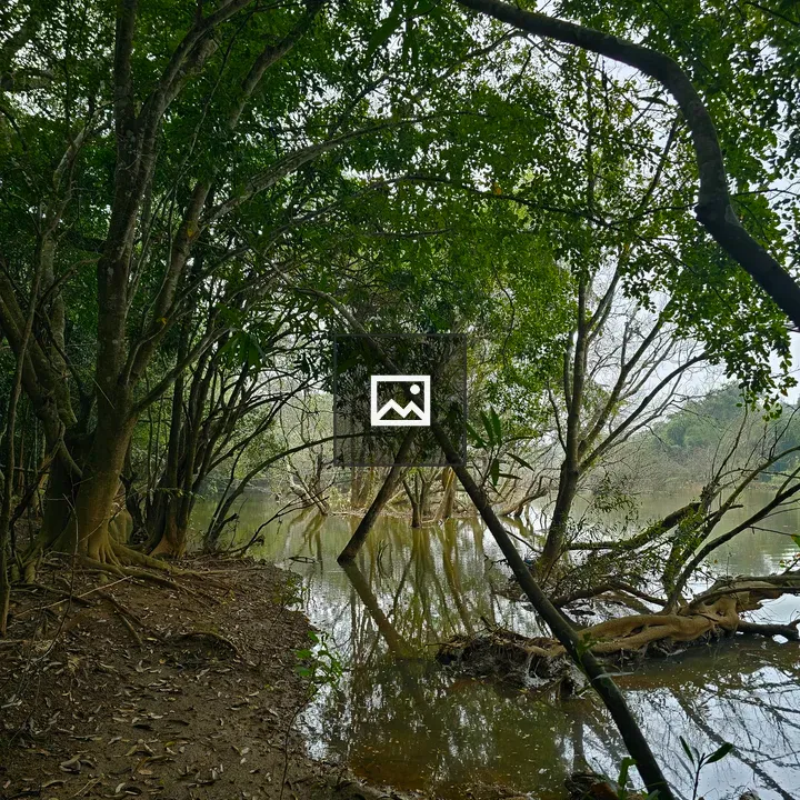 Trees Growing Through Swampy Area