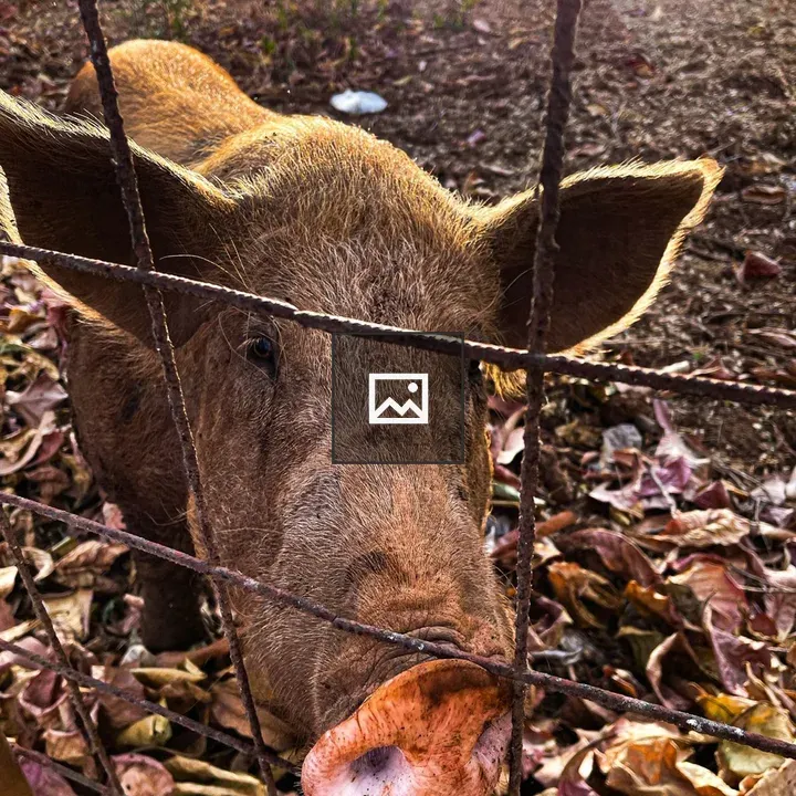 Close-up of Brown Pig Behind Fence