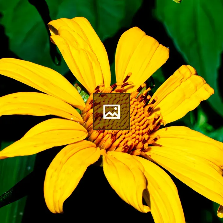 Close-up Yellow Marigold Flower