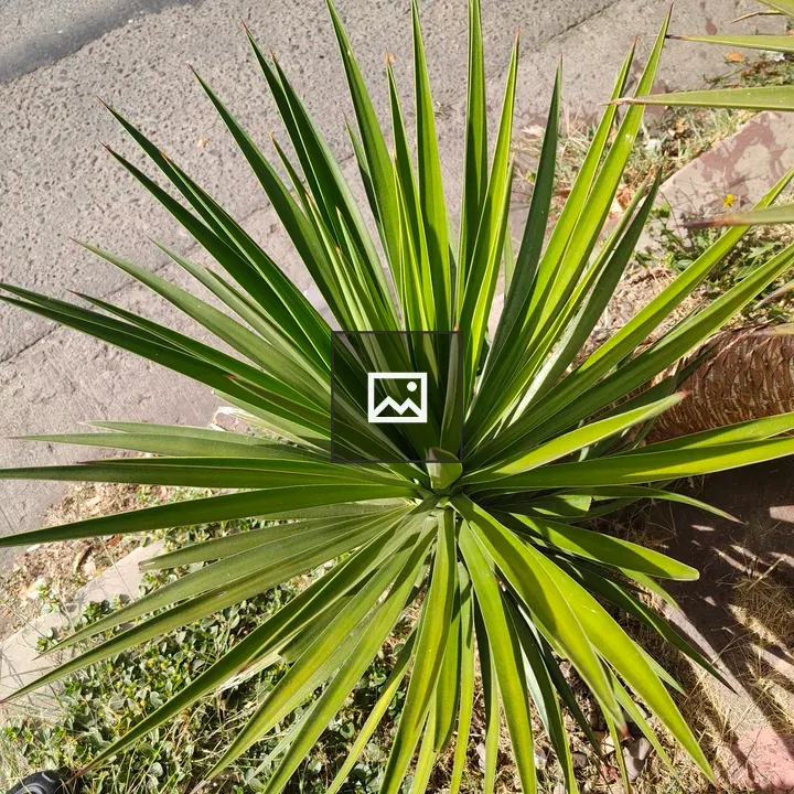 Symmetrical green plant with star-like leaves