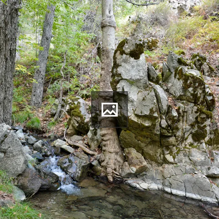 Forest stream in Troodos Mountains