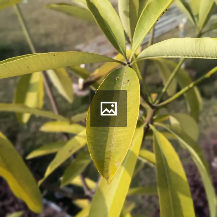 Close-up Leaves of Plant