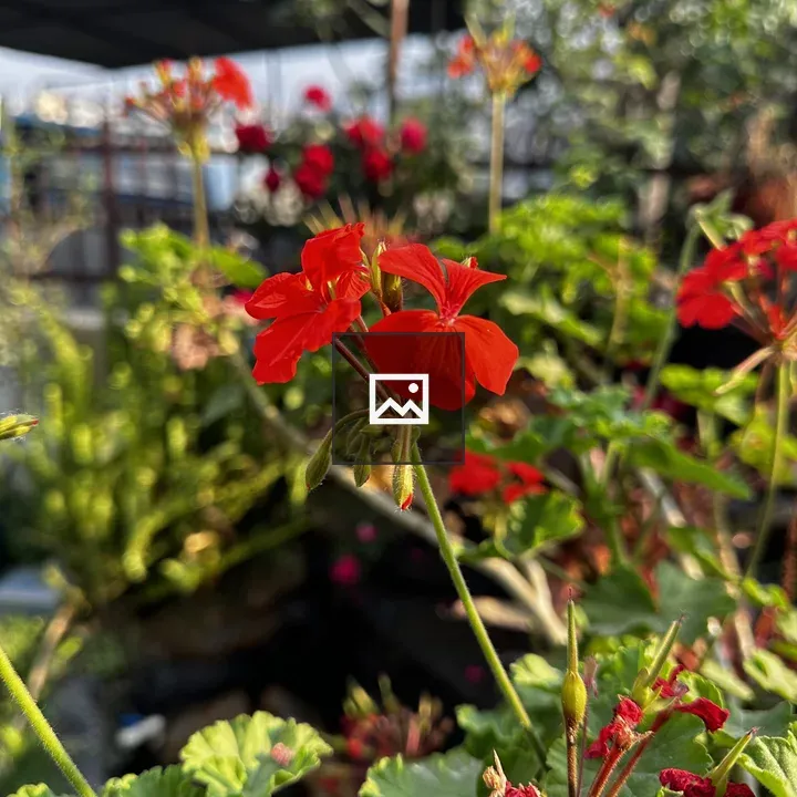 Geranium flowers in focus