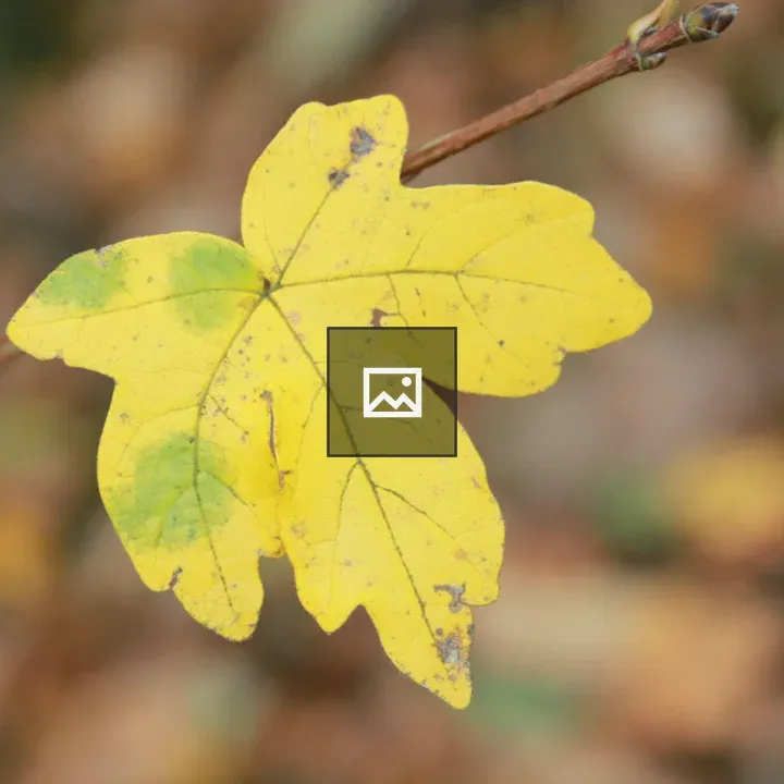 Autumn leaf close-up