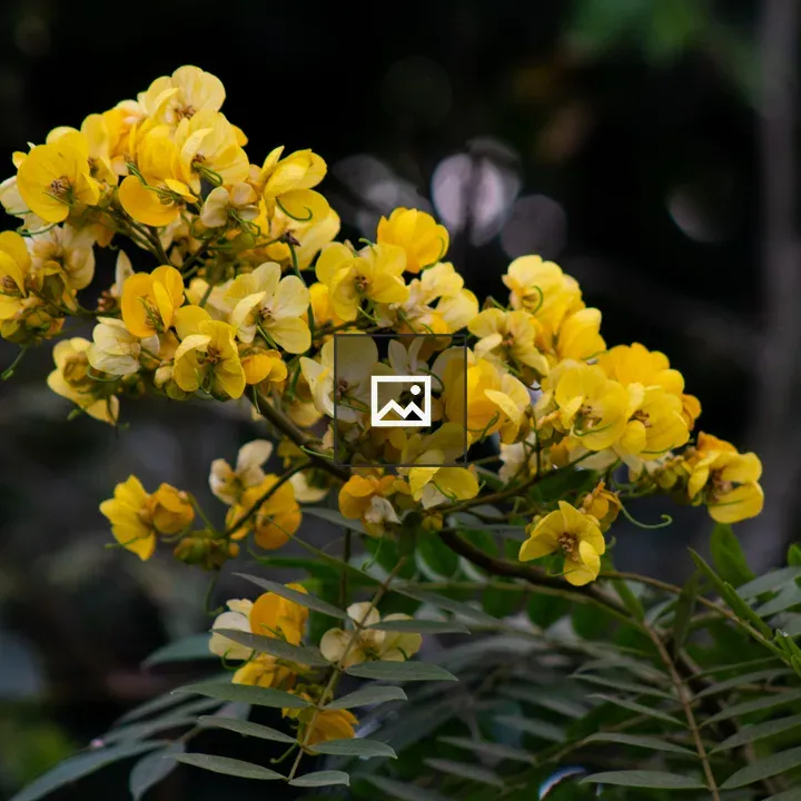 Yellow Flower Branch
