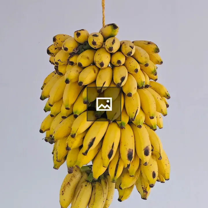 Bananas hanging on a rope