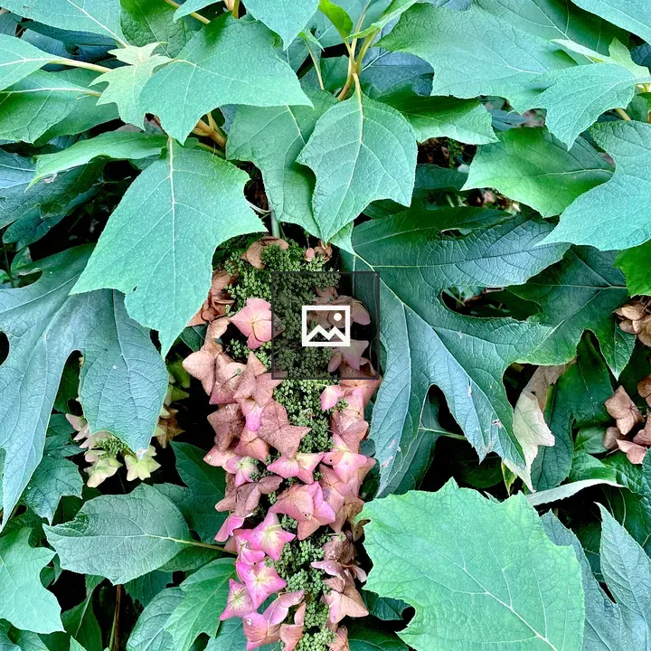 Hydrangea macrophylla variant