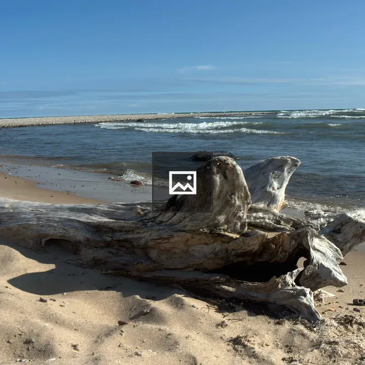 Weathered tree trunk on beach