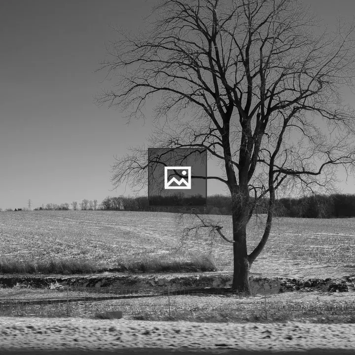 Tree in Snow Field