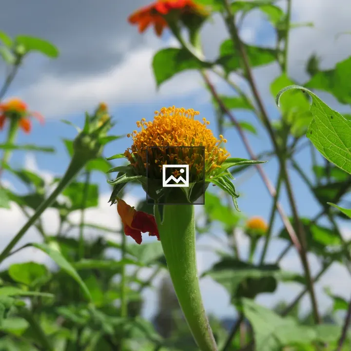Young flower side view