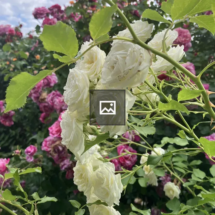 Close-up White Roses on Green Stem