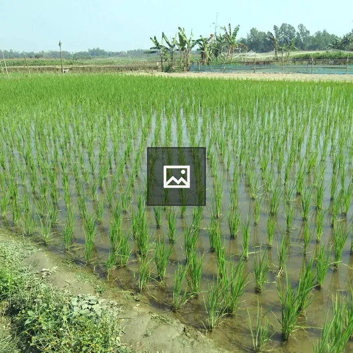 Rice paddy field landscape