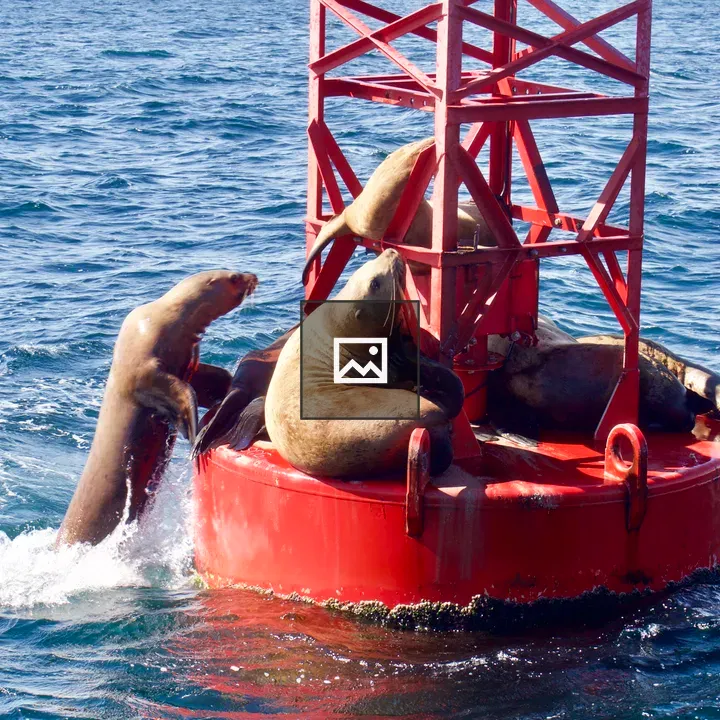 Sea lions on a red buoy