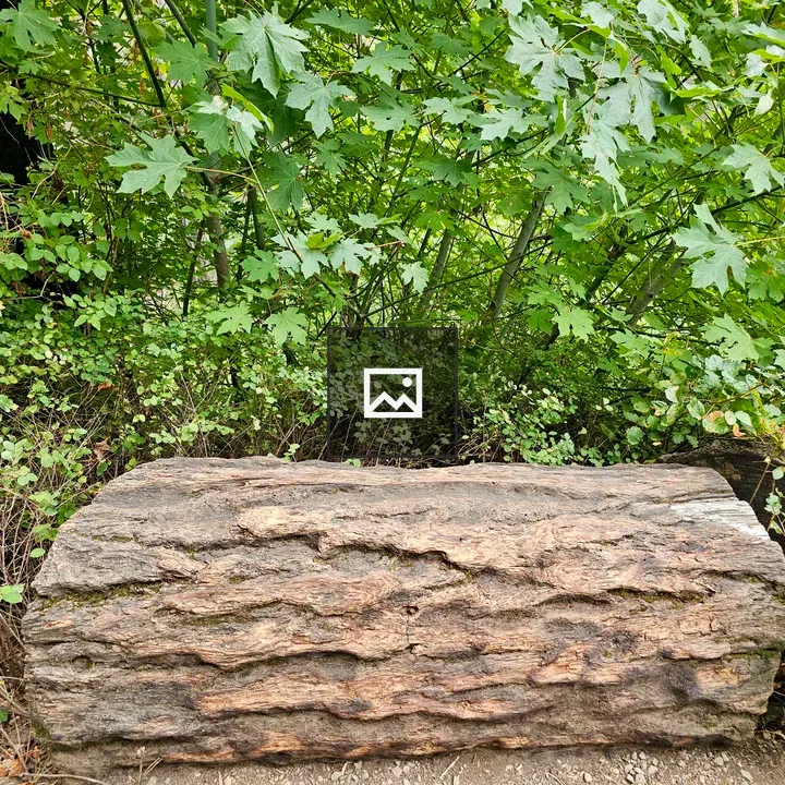 Log bench on forest trail