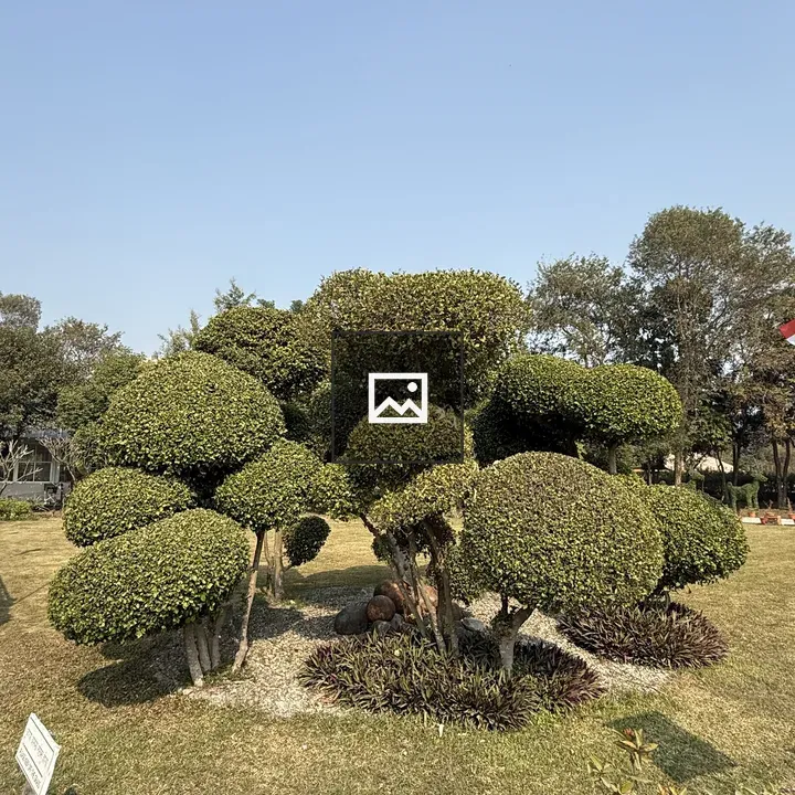 Pruned shrubs in a landscaped garden