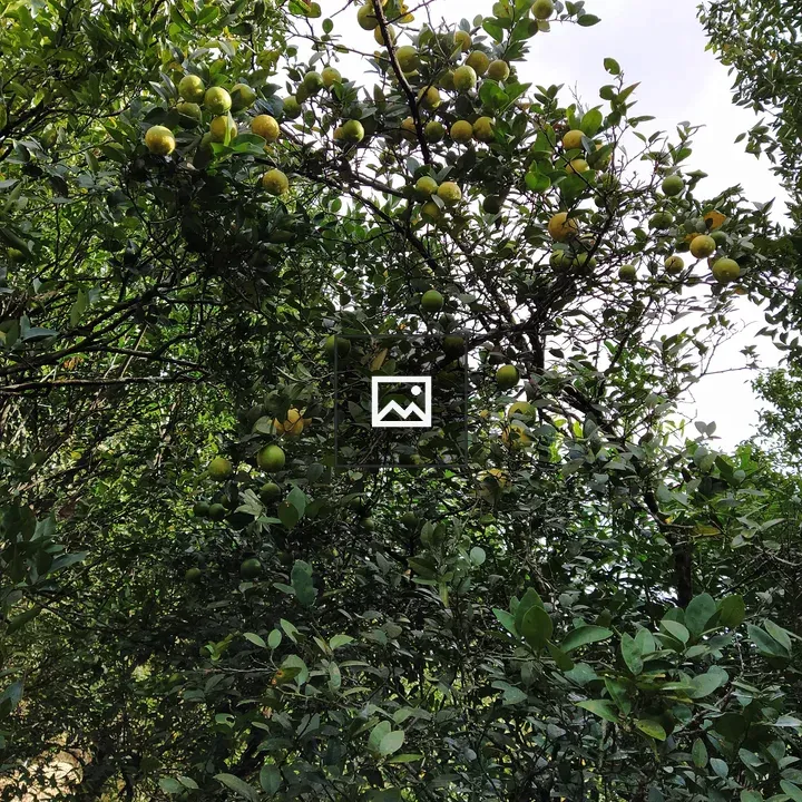 Tree with yellow-green fruits
