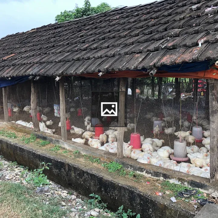 Chicken House in Western Nepal