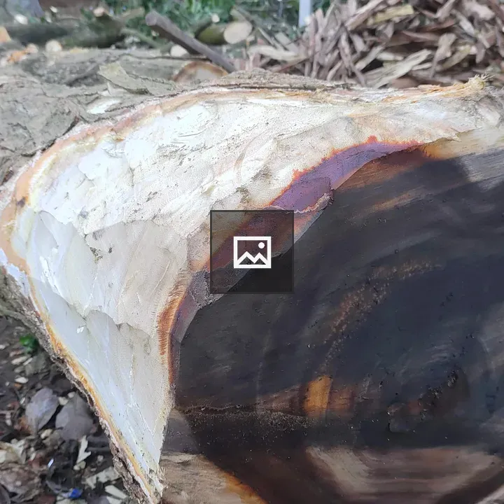 Painted end of a cut tree