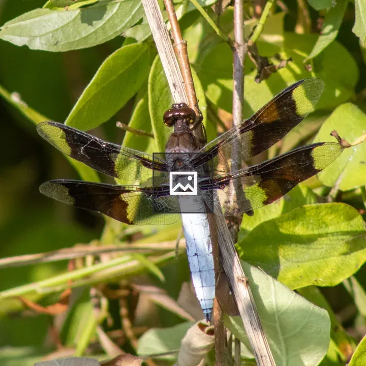 Blue and Black Dragonfly on Bush