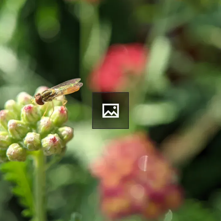 Tiny insect on flower