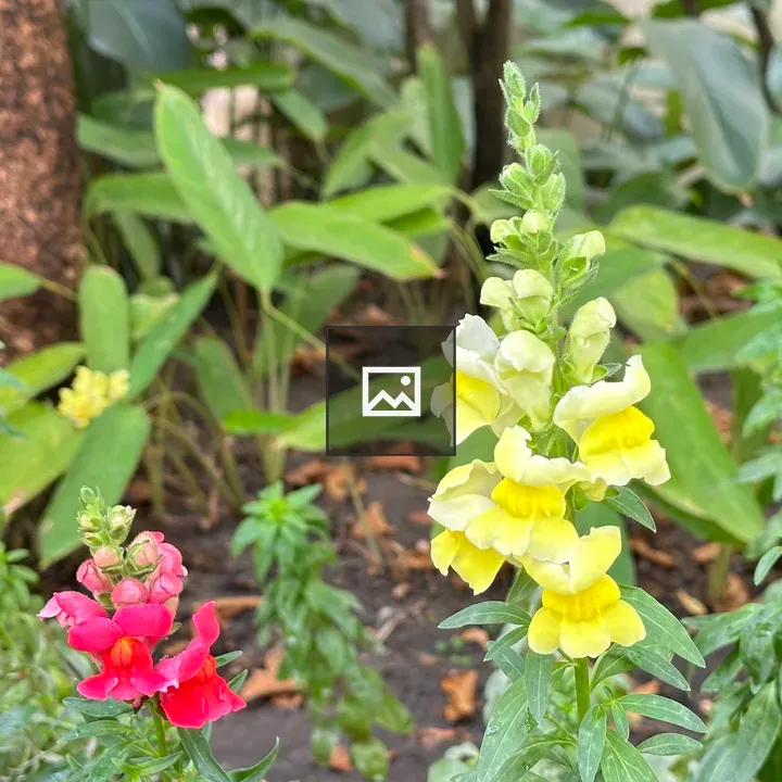 Snapdragon Flowers in Garden