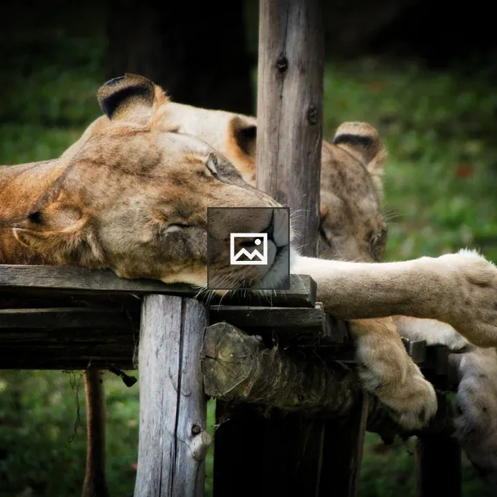 Two Lions Resting on Wooden Platform