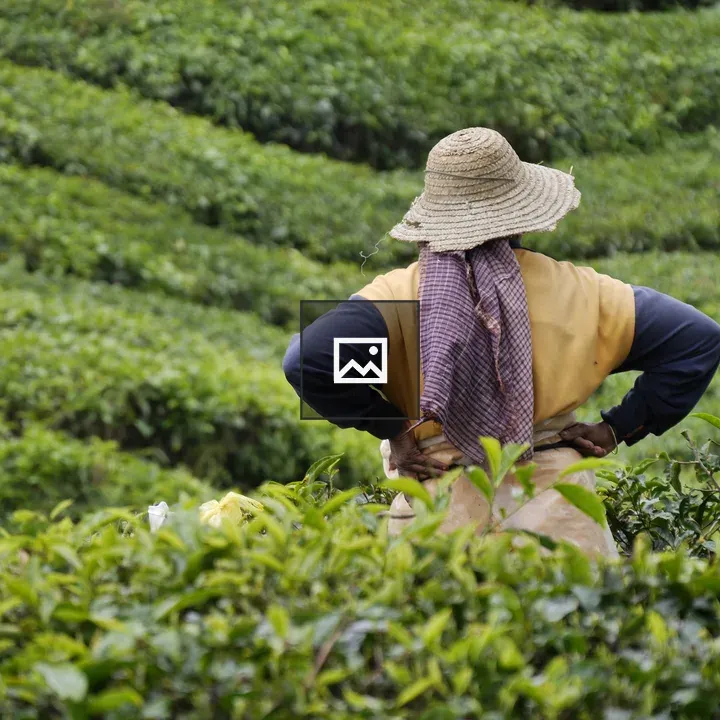 Tea plantation worker in Cameron Highlands