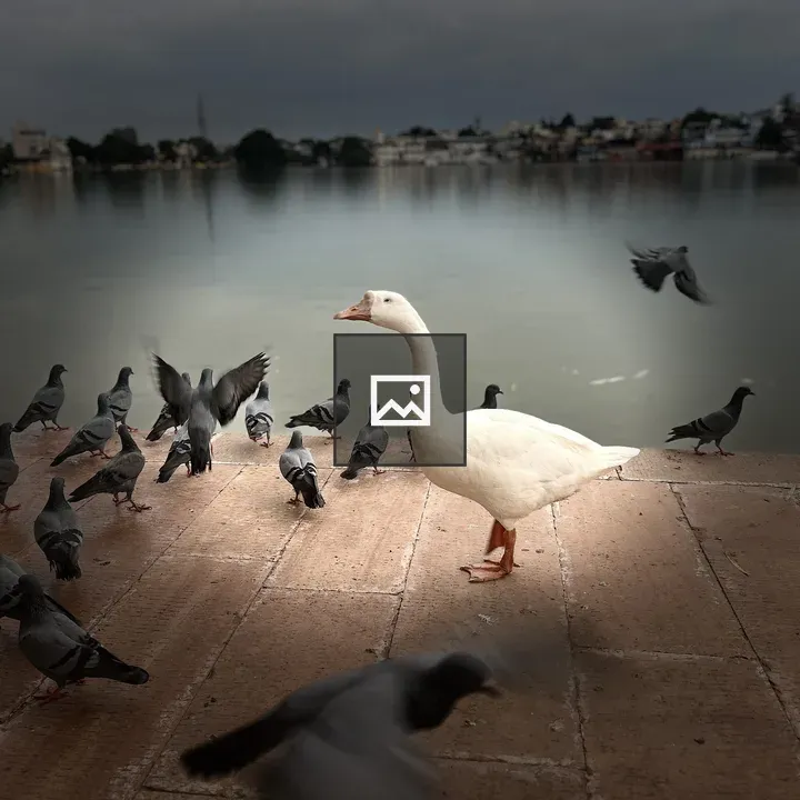 White goose among pigeons