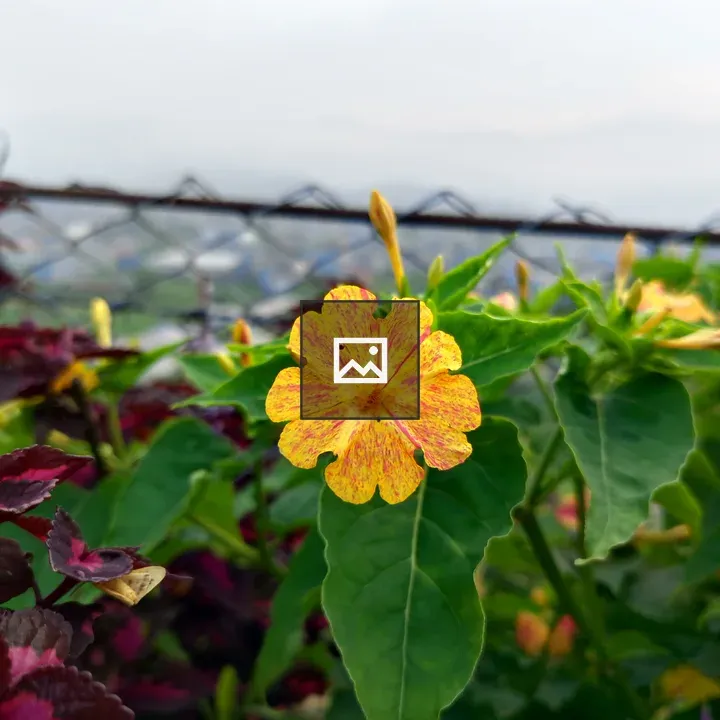 Flower with yellow and red speckled petals