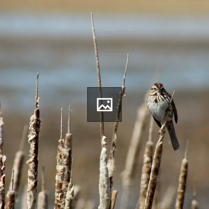 Song sparrow in flight image