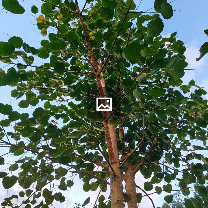 Tall tree with green canopy
