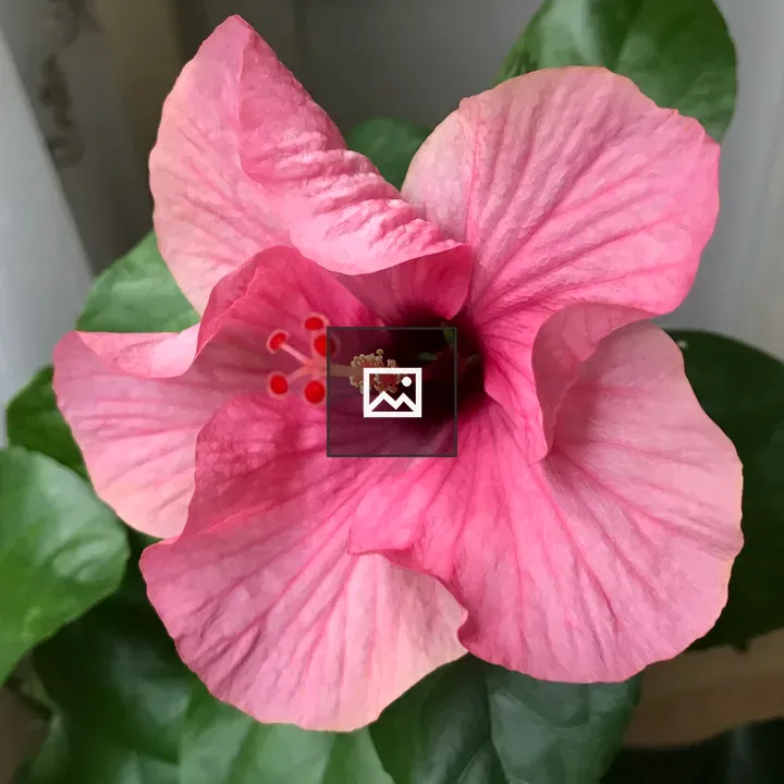 Pink flower with stamens