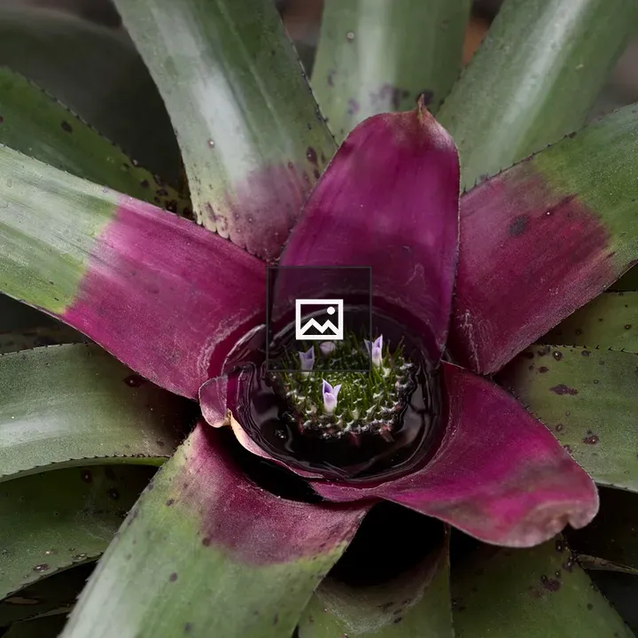 Tropical bromeliad close-up