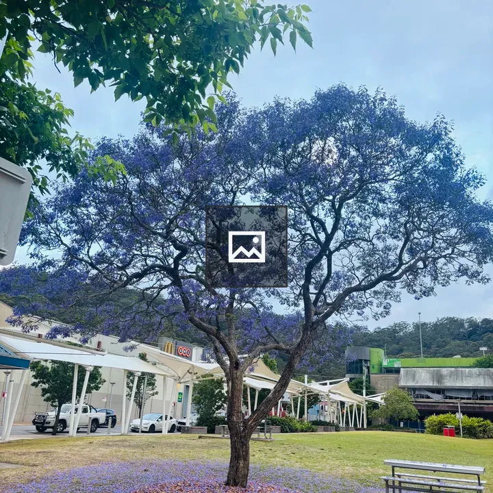 Jacaranda Tree with Parking Area
