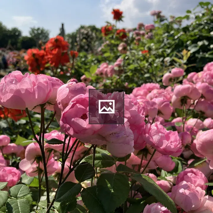 Pink rose under sunlight