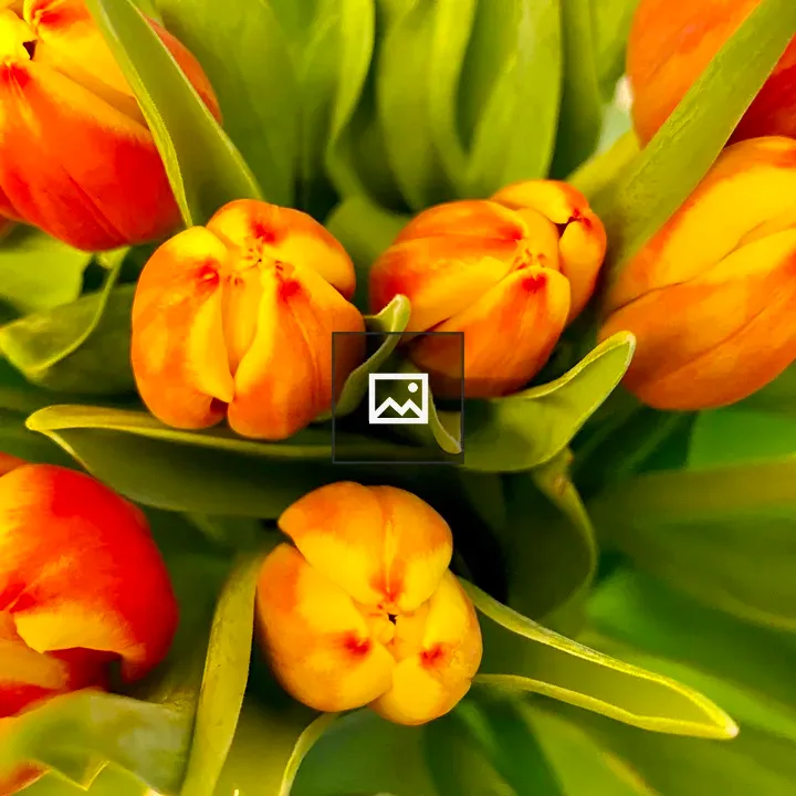 Tulips from above