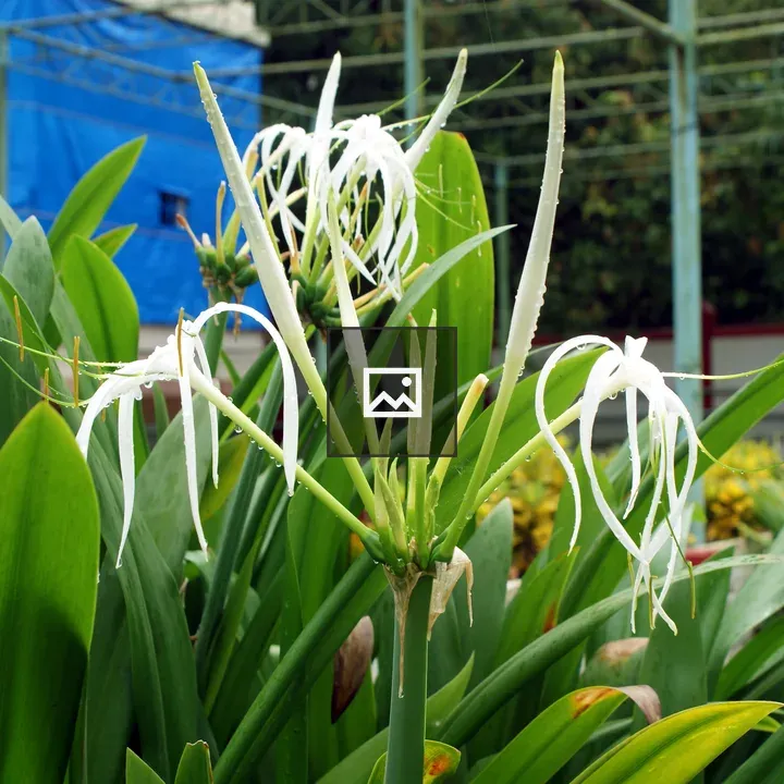 White Lily Garden Plant
