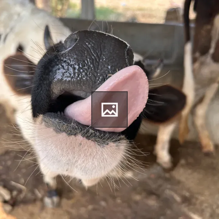 Cow nose close-up