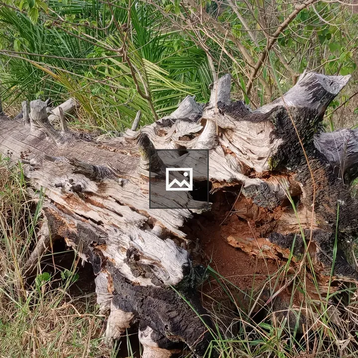 Uprooted tree trunk in a forest