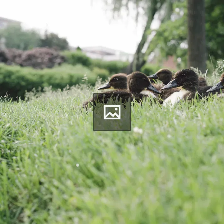 Ducklings in Tall Grass