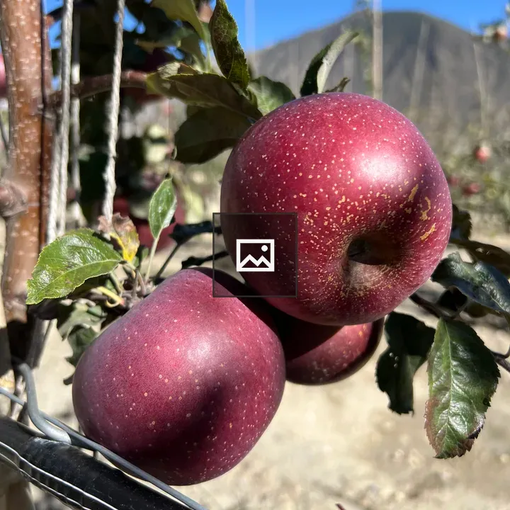 Red Mustang Apples on Branch